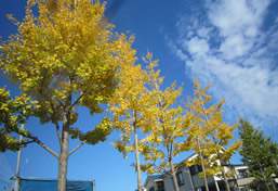 江戸川の街路樹